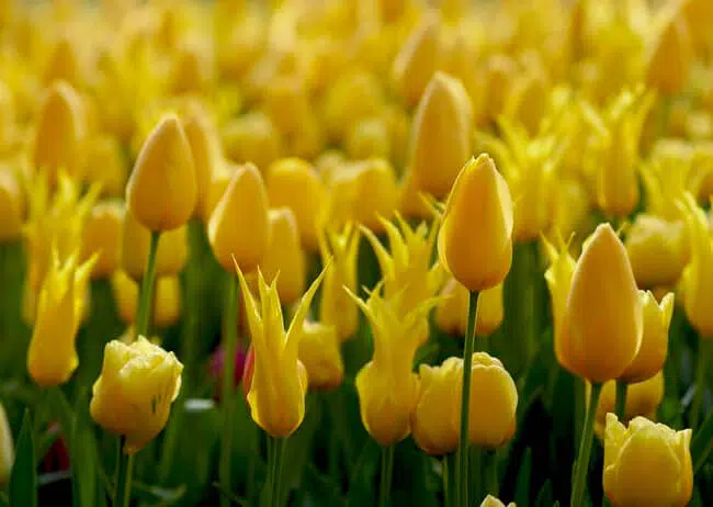 4 Night 5 Days Srinagar Tulip Special 2025